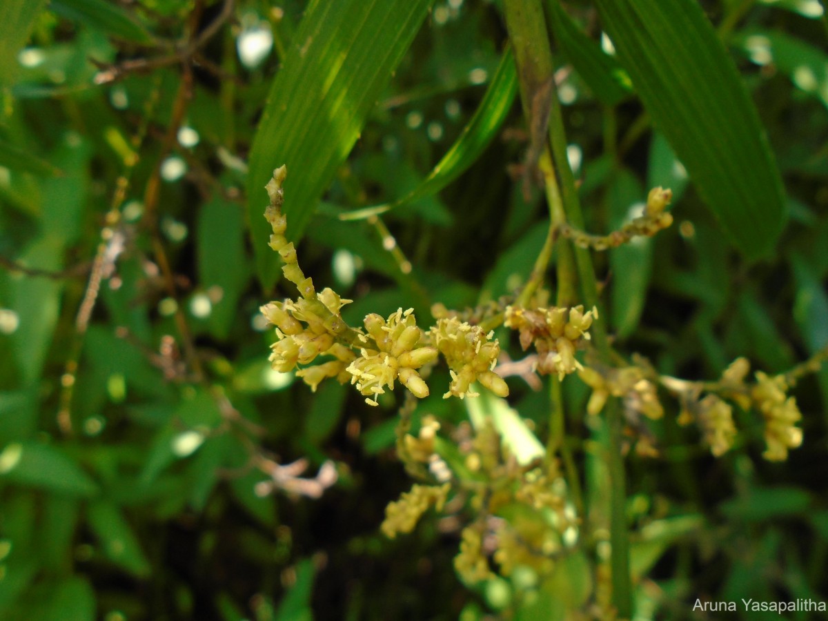 Calamus rotang L.